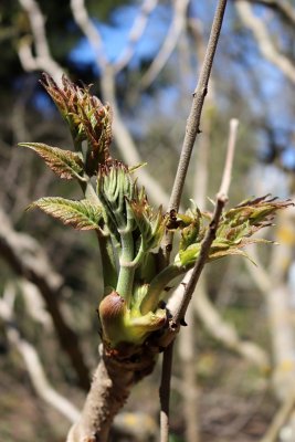Aralia elata 'Aureovariegata' - arálie štíhlá - jarní pučení 1